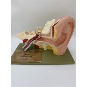 Somso Anatomical Model - Ear 3 parts - DS3 Vintage